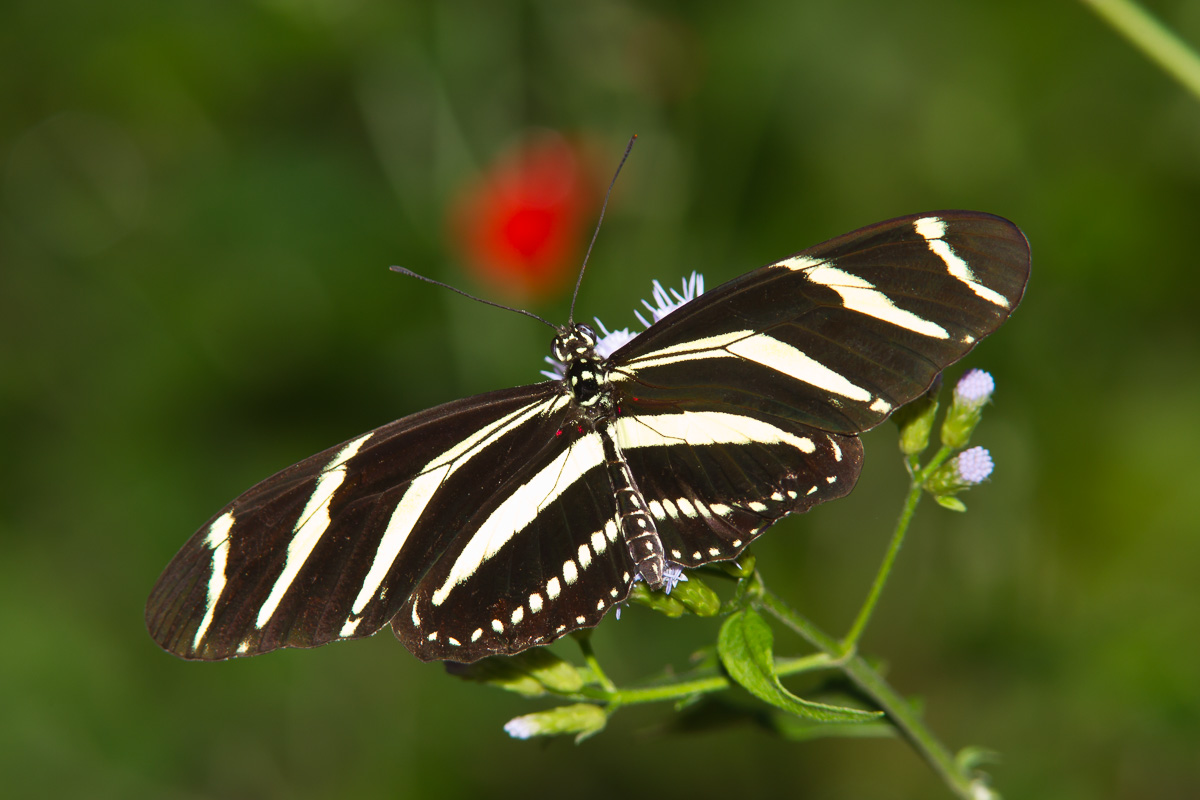 Zebra Heliconian (Heliconius charithonia) AKA Zebra Longwing
